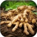 Ginger Root